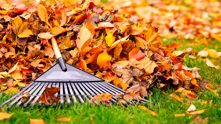 A Step-by-Step Guide to Fall Leaf Removal: Tips from the Pros
